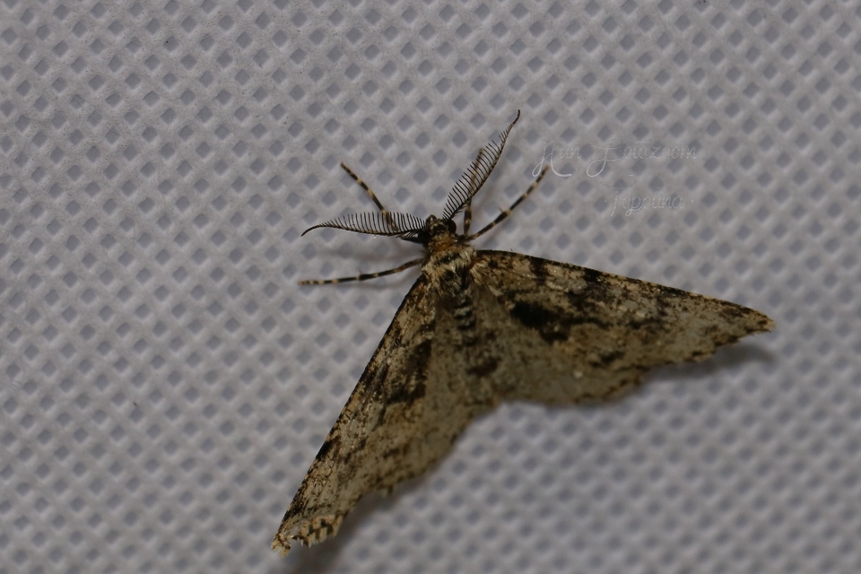 Fagivorina arenaria - bükkfaaraszoló