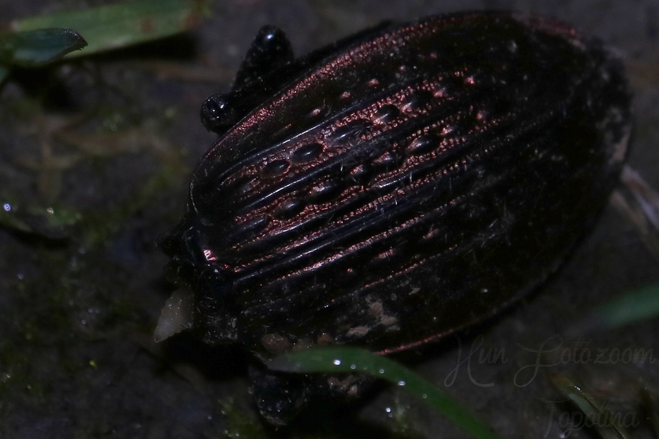 Carabus ulrichii - rezes futrinka