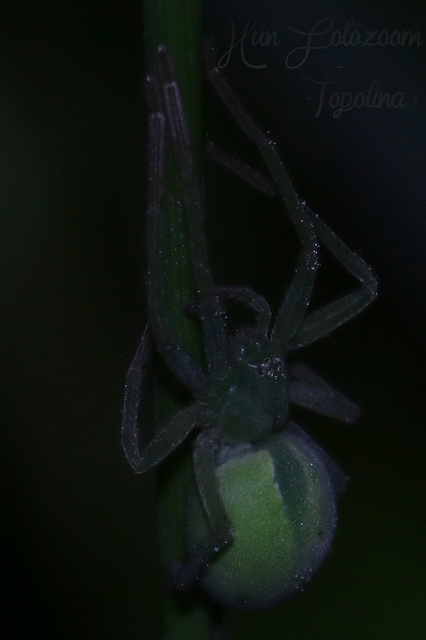 Micrommata virescens - hunyópók