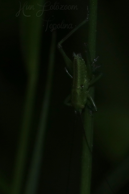 Tettigonia