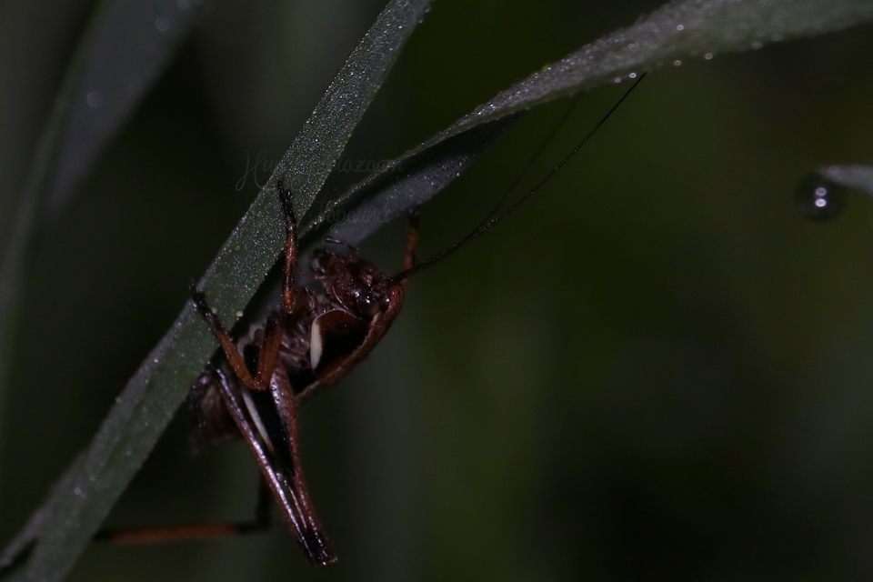 Pholidoptera aptera - nagy avarszöcske