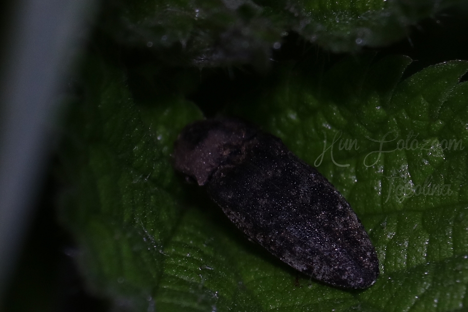 Agrypnus murinus - egérszínű pikkelyespattanó