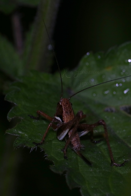 Pholidoptera aptera - nagy avarszöcske