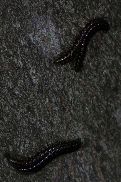 Diplopoda - Ikerszelvényesek