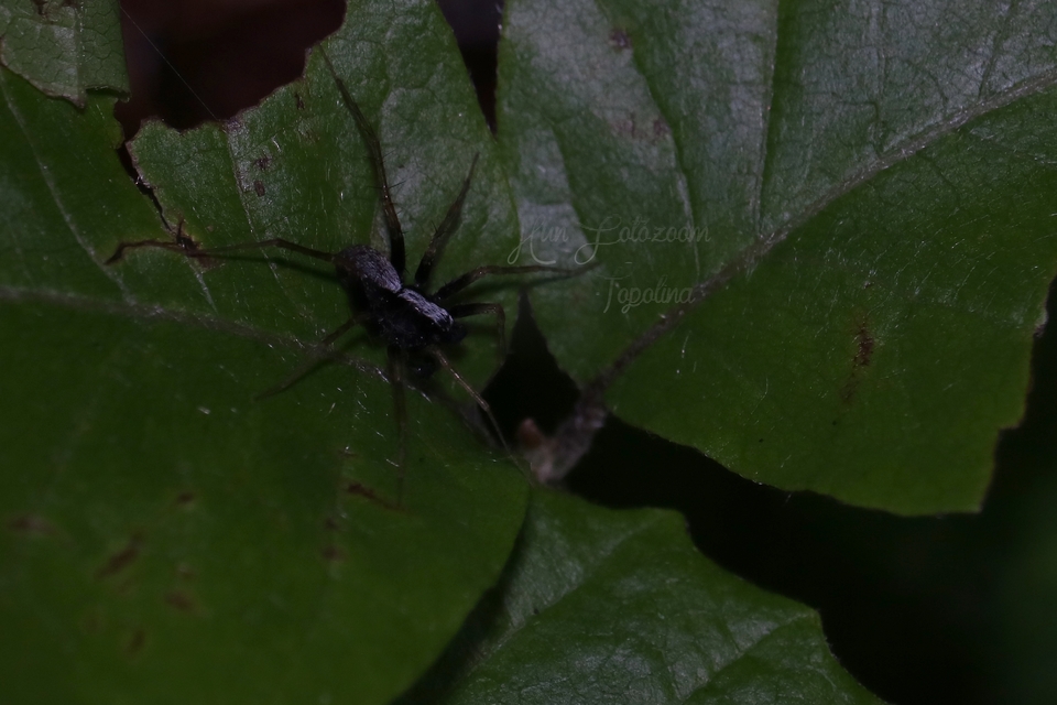 Pardosa alacris/lugubris