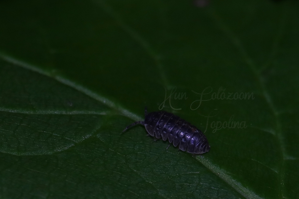 Armadillidium
