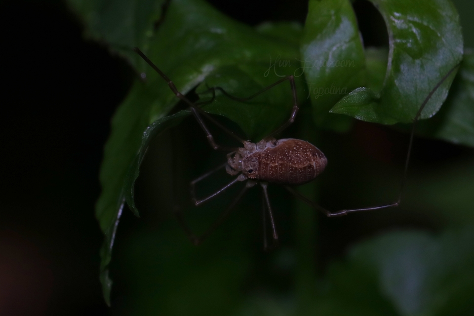 Rilaena triangularis