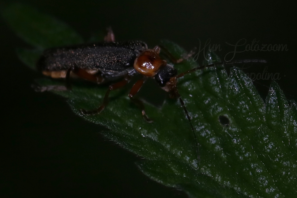Cantharis rustica - suszterbogár