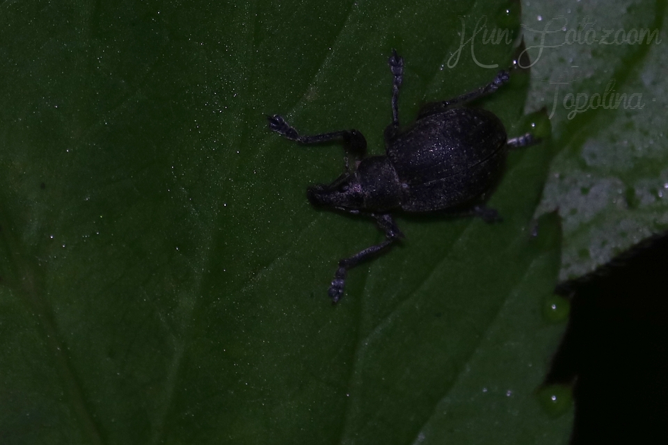 Liophloeus