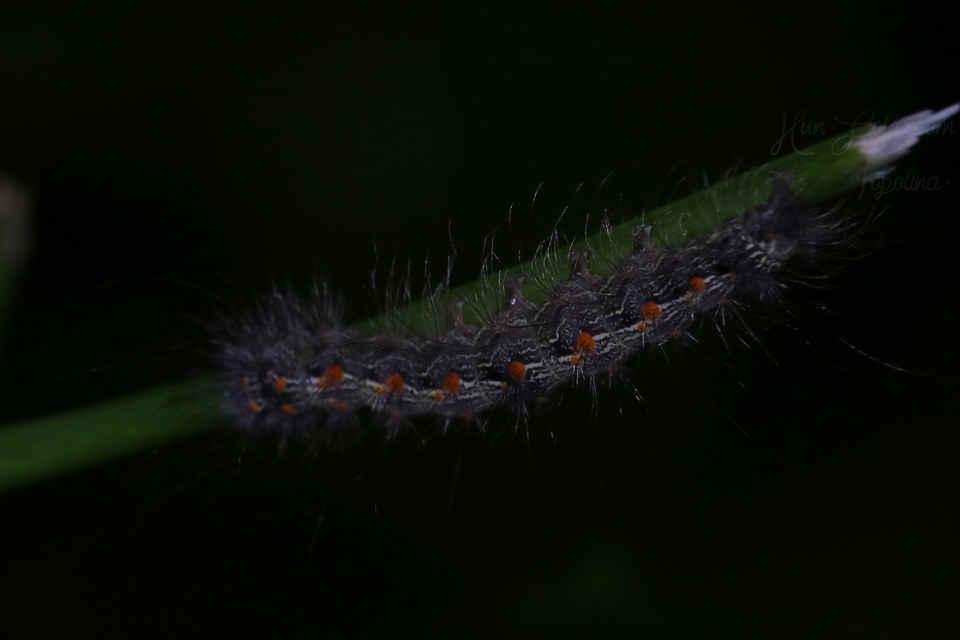 Lithosia quadra - négypettyes zuzmószövő