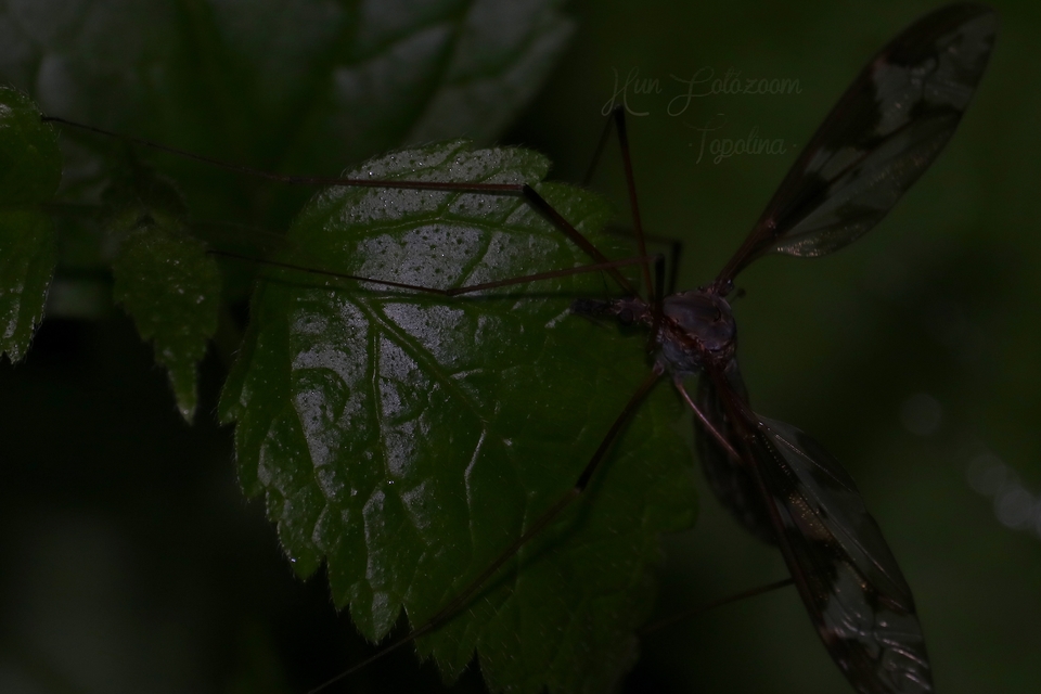 Tipula maxima - Óriáslószúnyog