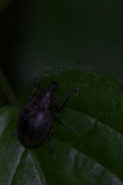 Liophloeus
