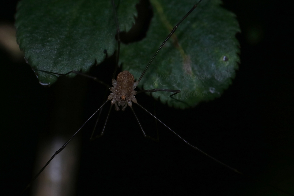 Rilaena triangularis
