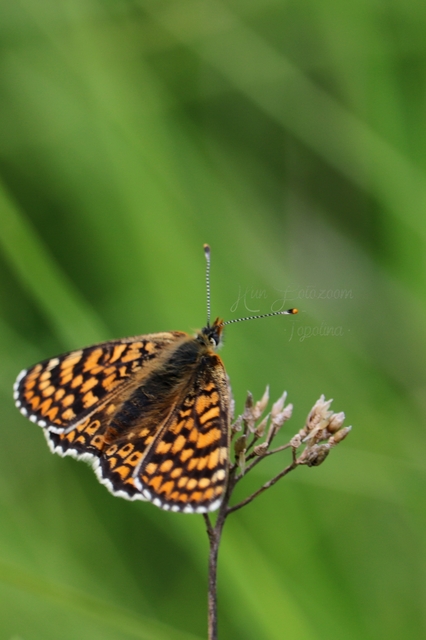 Melitaea cinxia - réti tarkalepke