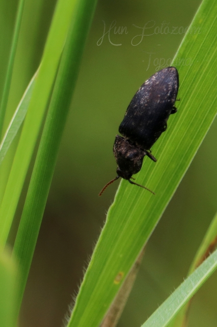 Agrypnus murinus - egérszínű pikkelyespattanó