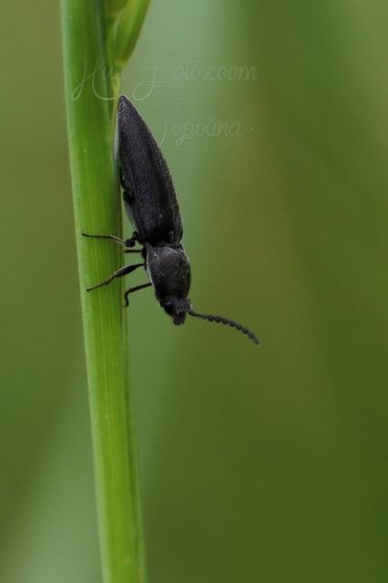 Cidnopus pilosus - szőrös pattanó