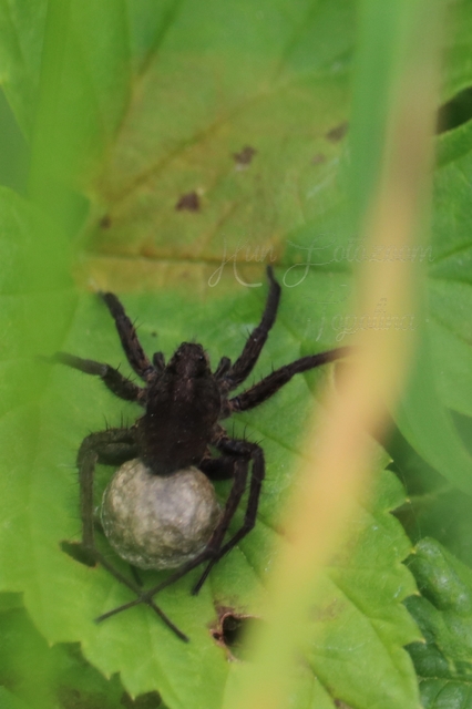Pardosa