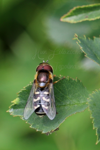 Scaeva pyrastri - gyakori nagyhomlokúlégy