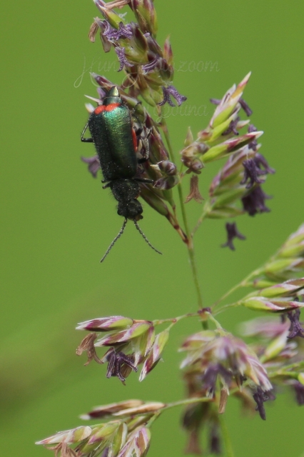 Malachius bipustulatus - kétfoltos bibircsesbogár