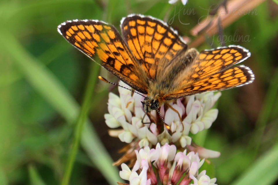 Melitaea athalia - közönséges tarkalepke