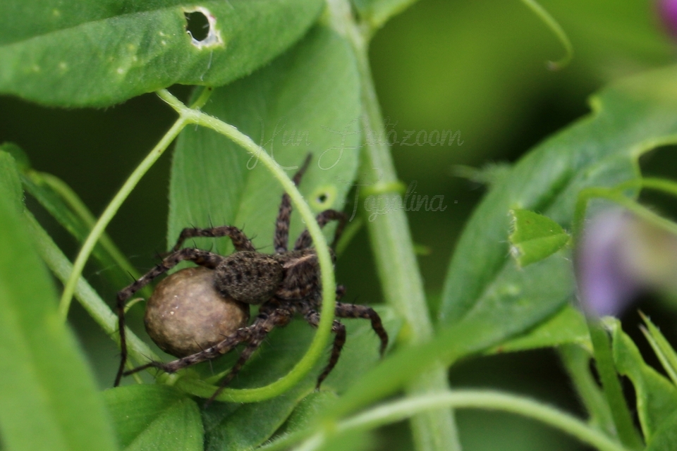 Pardosa
