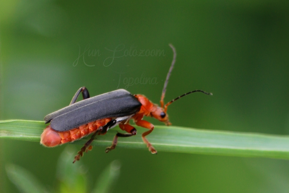 Cantharis livida - mezei lágybogár