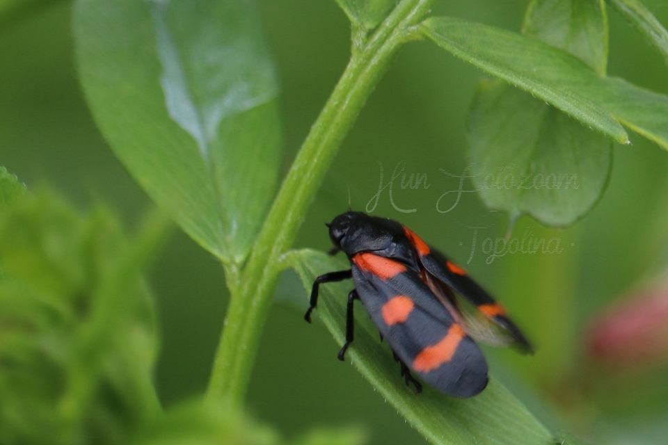 Cercopis