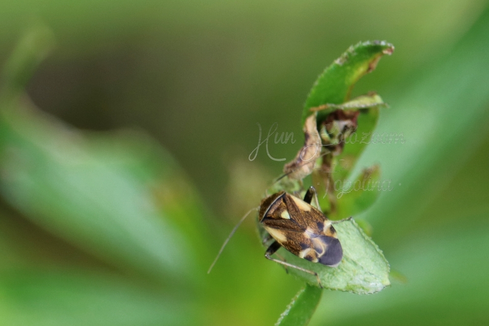 Polymerus Polymerus