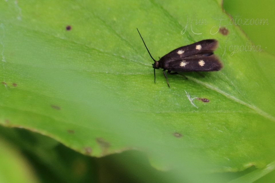 Parascythris muelleri - kétpettyes zöldmoly