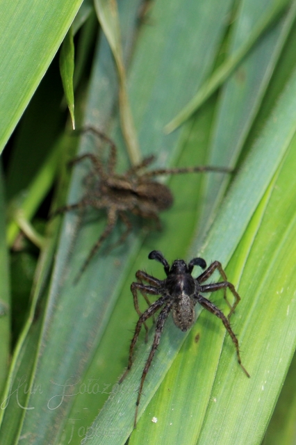 Pardosa