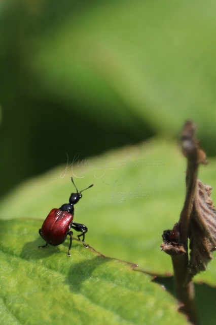 Compsapoderus erythropterus - füzike-levélsodró