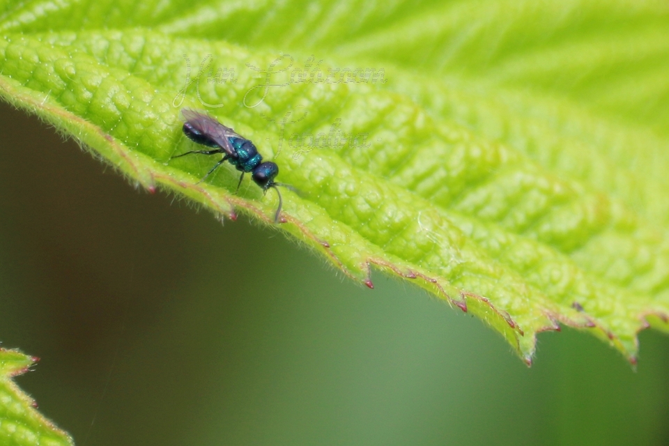 Chrysididae - fémdarazsak