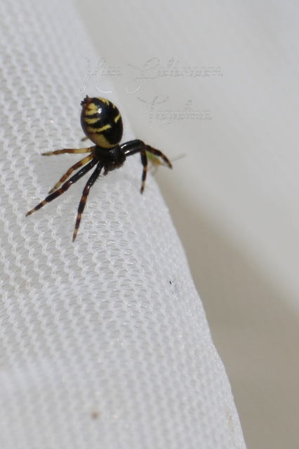 Synema globosum - fekete-sárga karolópók