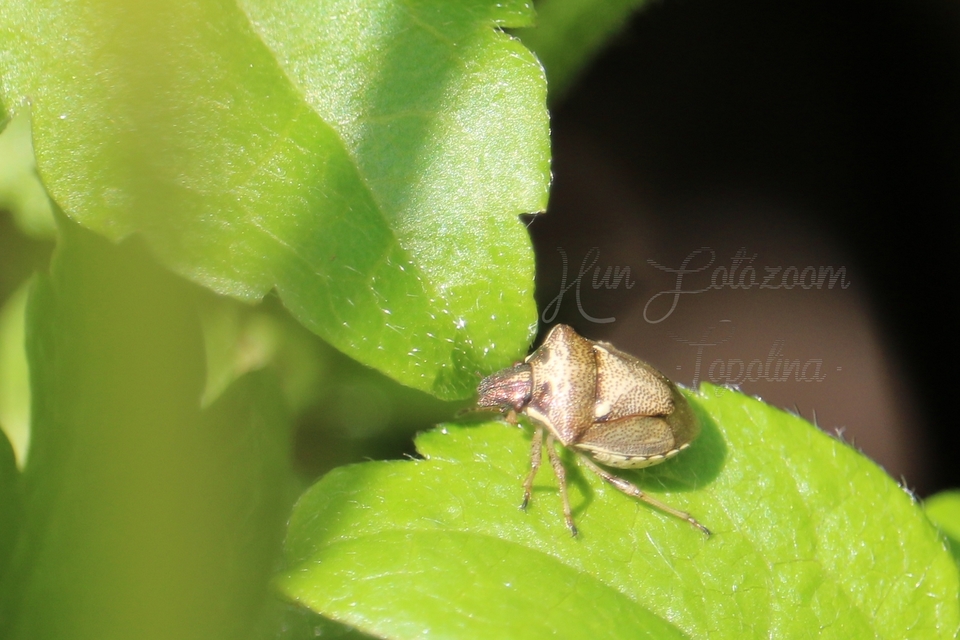 Eysarcoris aeneus - fémes feketefejű-poloska Eysarcoris aeneus - fémes feketefejű-poloska