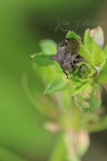 Centrotus cornutus - szarvaskabóca