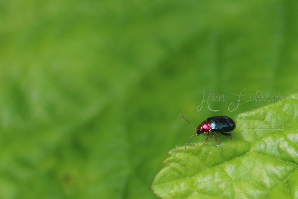 Crepidodera