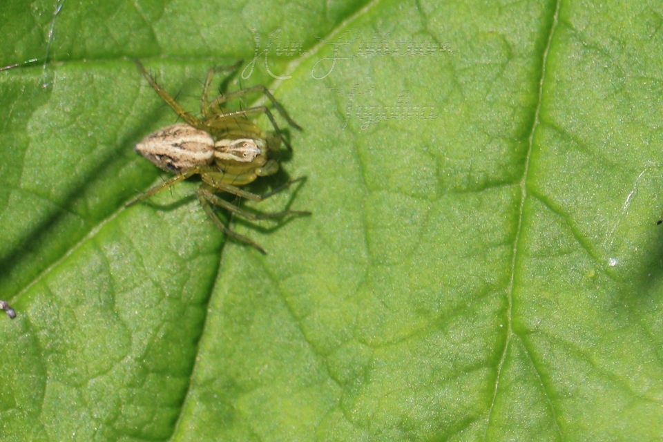 Oxyopes lineatus
