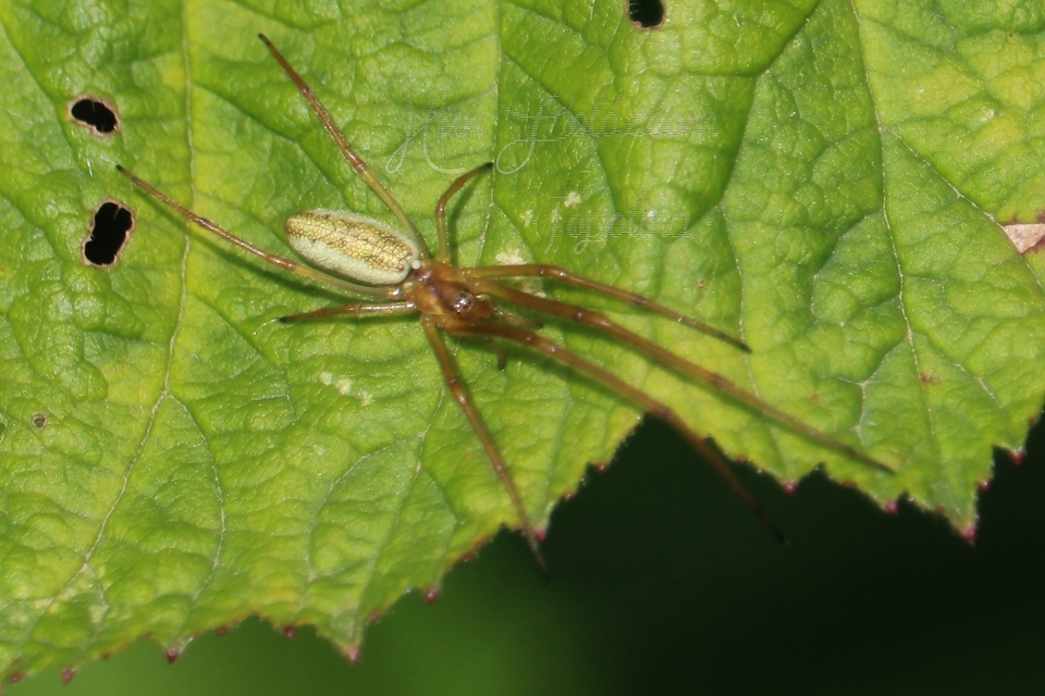 Tetragnatha