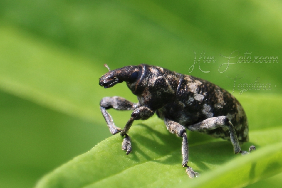 Cyphocleonus trisulcatus - kockás margarétabarkó