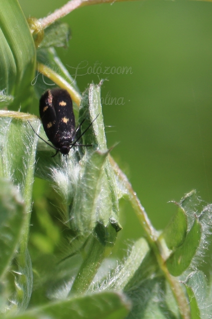 Parascythris muelleri - kétpettyes zöldmoly