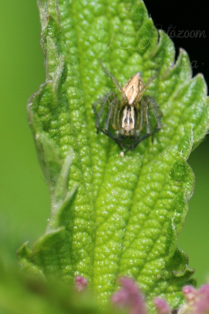 Oxyopes lineatus