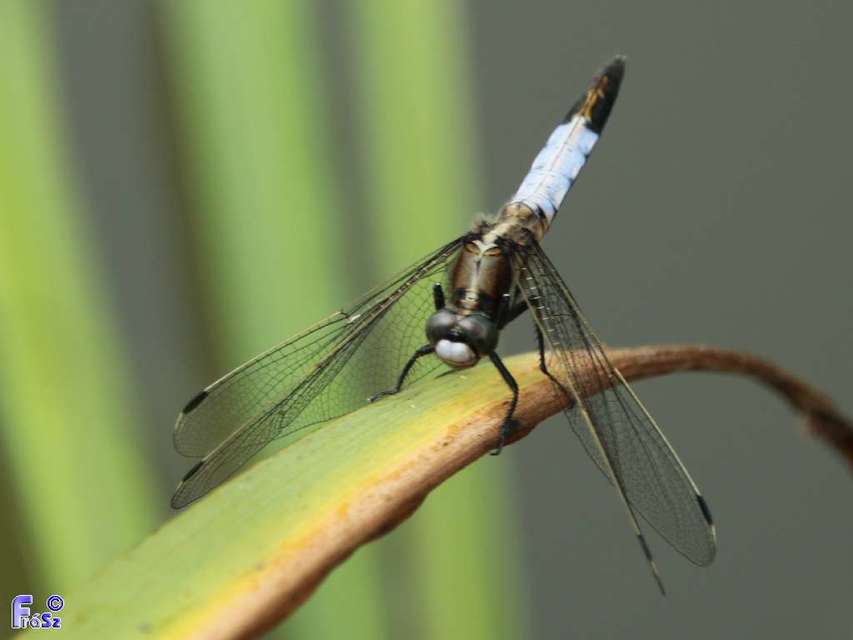 Orthetrum albistylum - fehérfarkú pásztorszitakötő