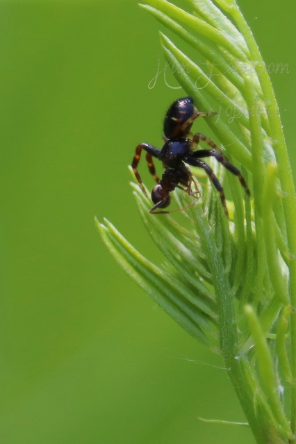 Synema globosum - fekete-sárga karolópók