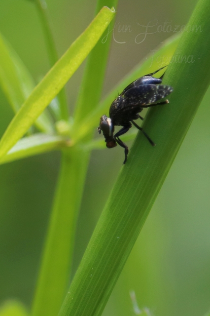 Platystoma