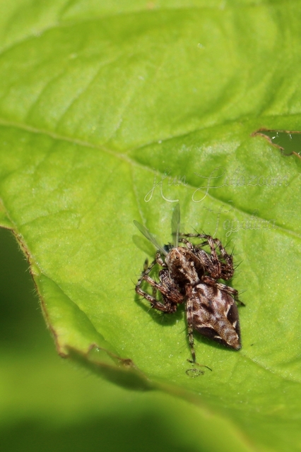 Oxyopes ramosus