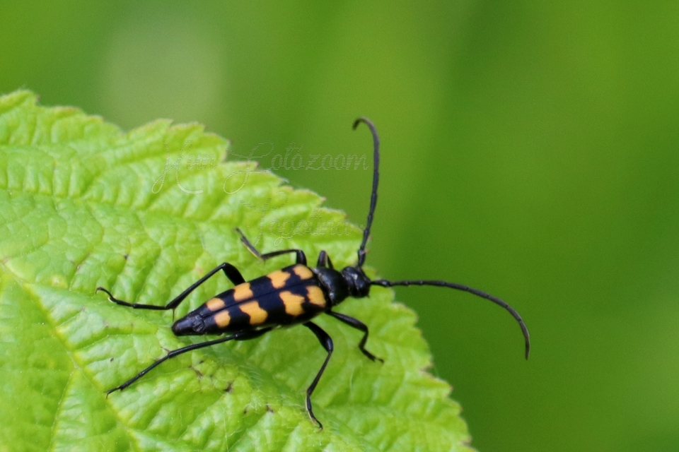 Leptura quadrifasciata - feketeszőrű szalagoscincér
