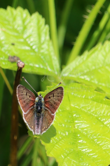Lycaena tityrus - barna tűzlepke