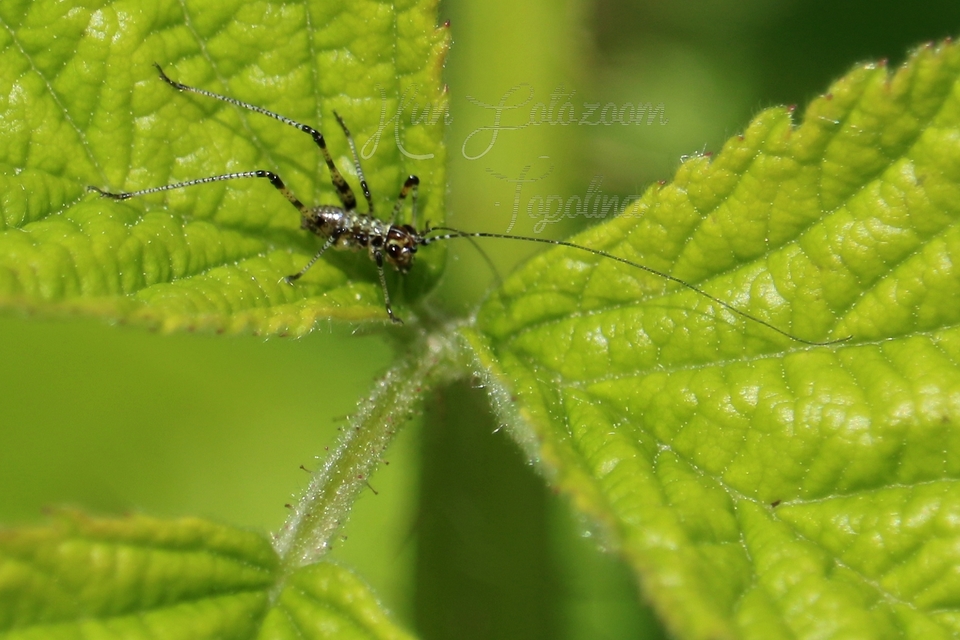 Phaneroptera
