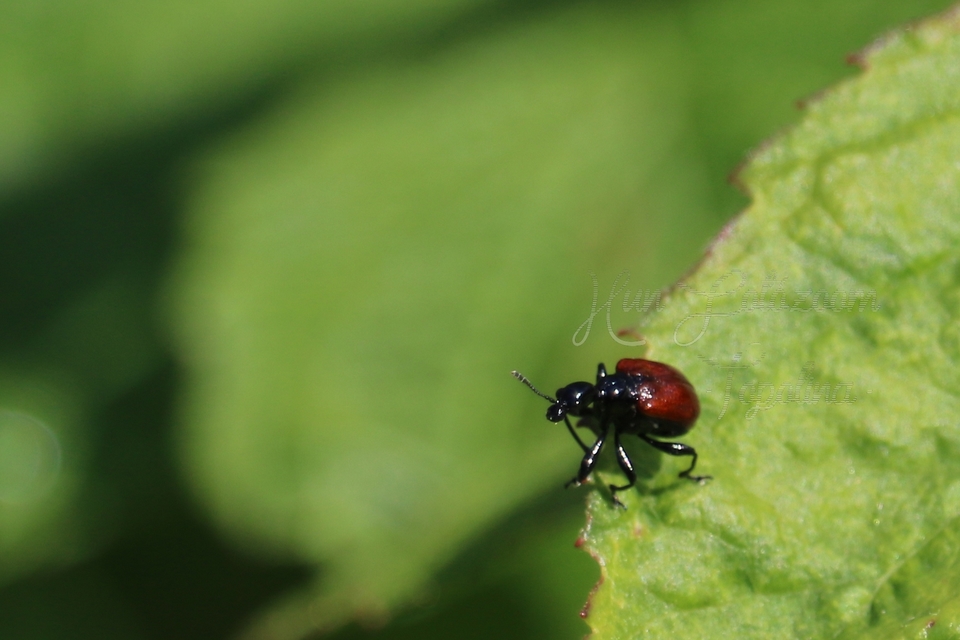 Compsapoderus erythropterus - füzike-levélsodró