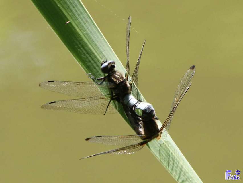 Libellula fulva - kisfoltos laposacsa